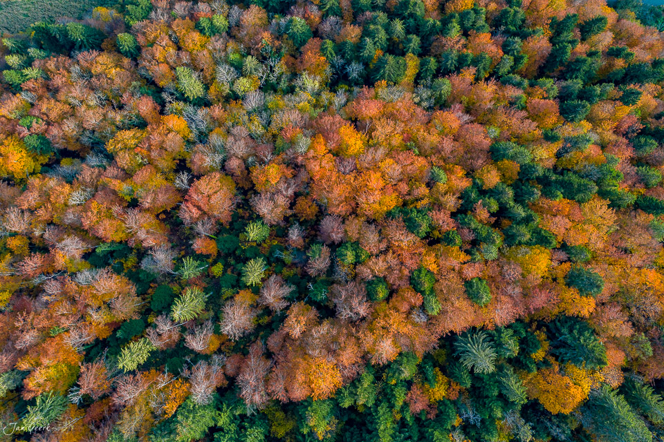 Herbstlicher Wald mit intensiven Farben Herbstlaub Drohnenaufnahme Jura Schweiz Jan Geerk Fotograf Basel