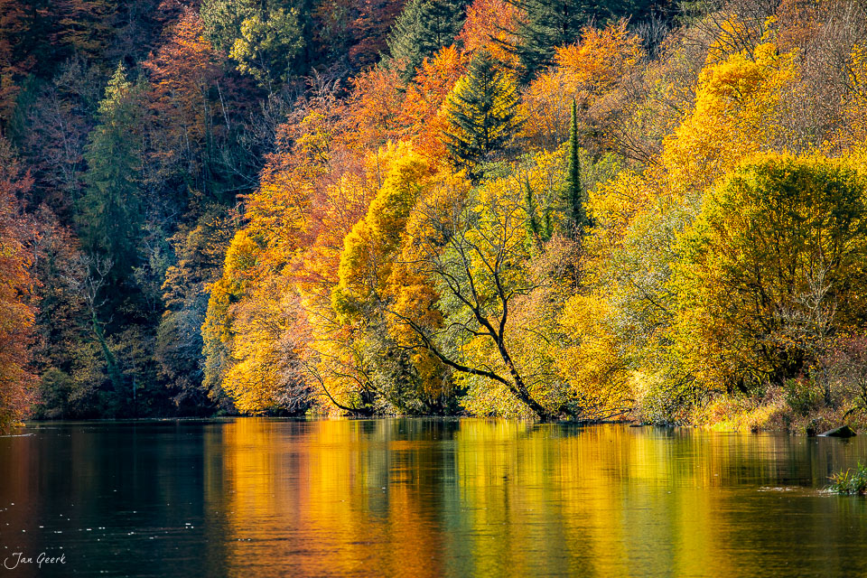 Herbstliche Waldlandschaft am Fluss mit goldenem Laub, Jura-Gebirge Schweiz – Jan Geerk Fotograf Basel