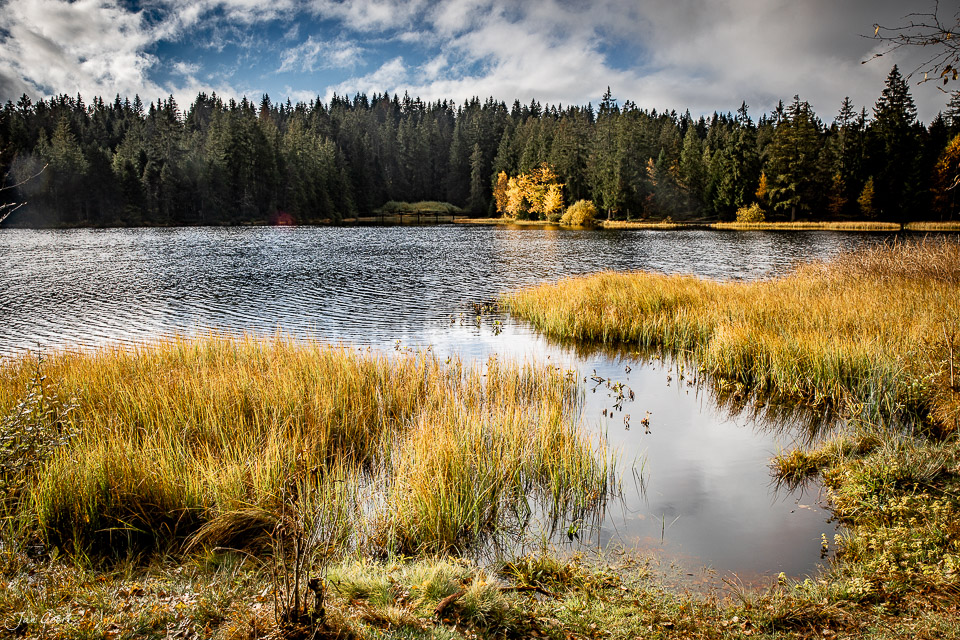 Herbstliche Seeuferlandschaft mit Schilf und Nadelwald am Etang de la Gruère Jura Schweiz Jan Geerk Fotograf Basel