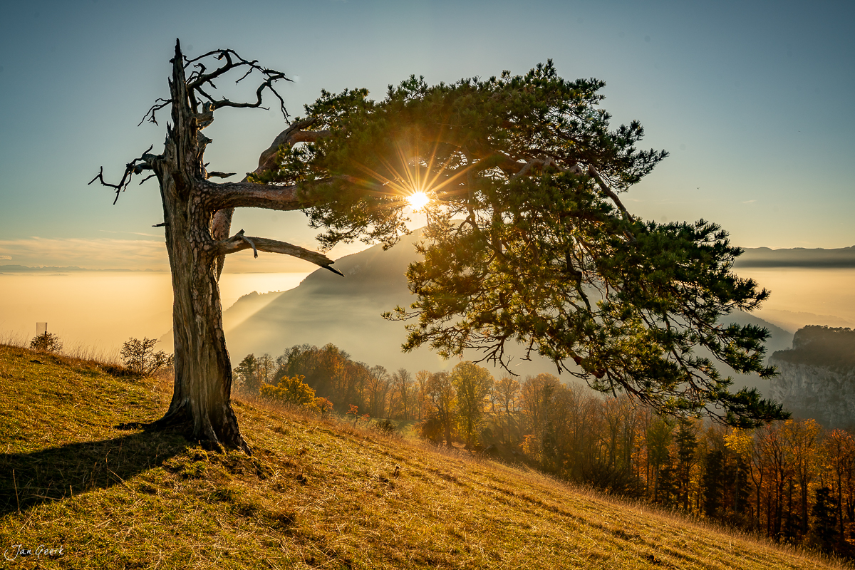 Knorriger Baum am Roggenberg herbstliche Herbstlandschaft Jura Schweiz Jan Geerk Fotograf Basel