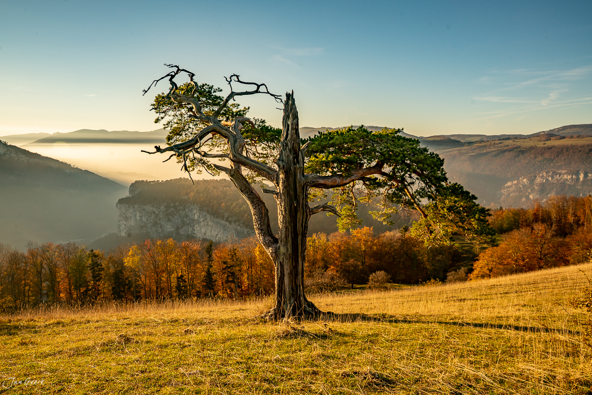 Knorriger Baum auf Herbstwiese Roggenberg mit Nebelmeer und Jura-Felsen Schweiz Jan Geerk Fotograf Basel