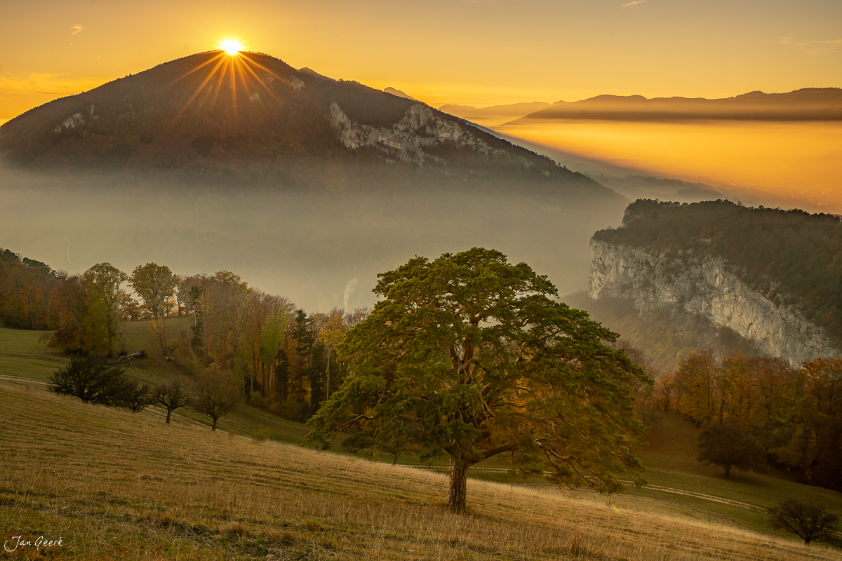 Herbstlicher Baum auf der Roggenberg mit Nebelmeer über dem Jura bei Sonnenaufgang Schweiz – Jan Geerk Fotograf Basel