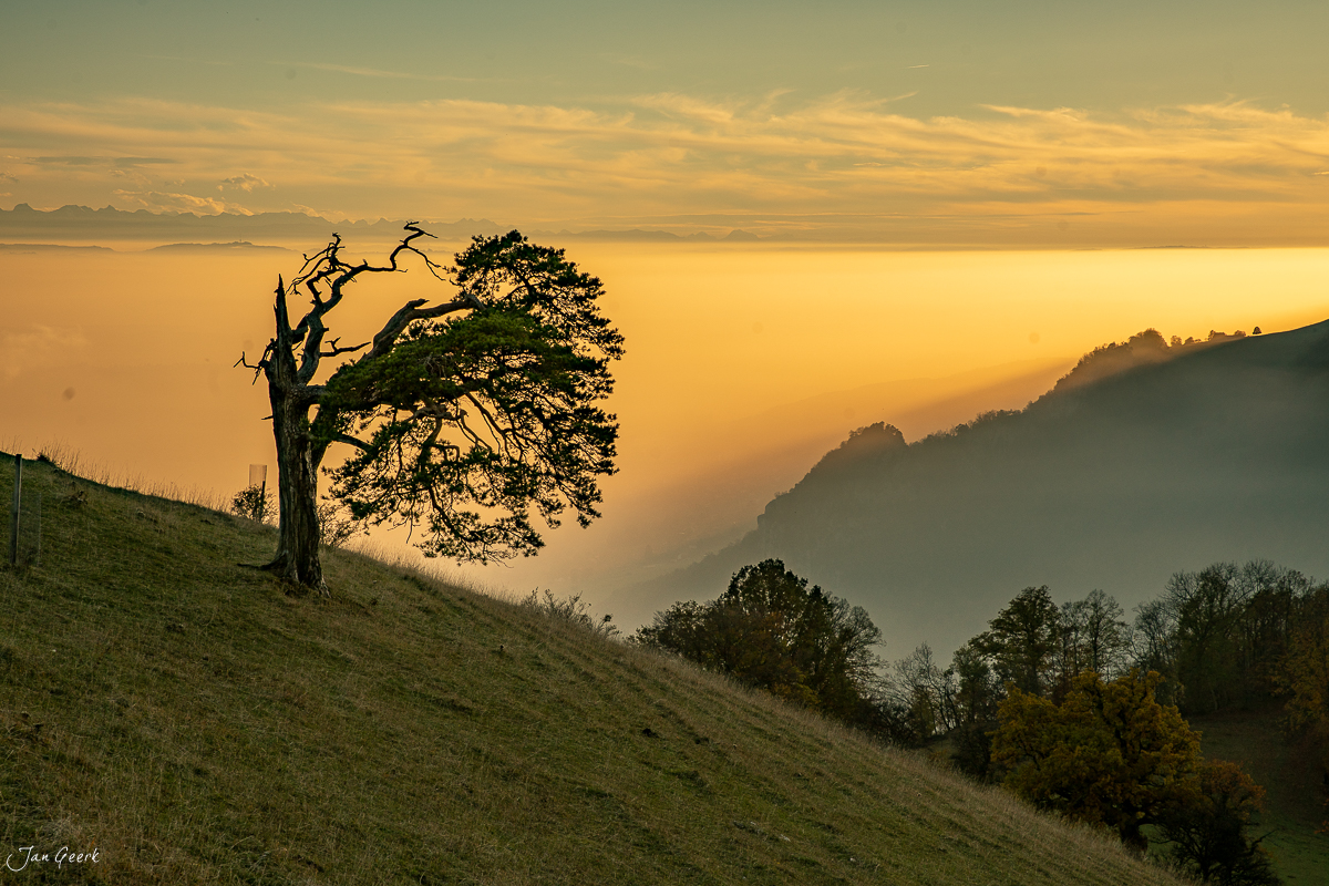 Solitärbaum auf Herbstwiese mit Nebelmeer in Roggenberg, Jura, Schweiz – Jan Geerk Fotograf Basel