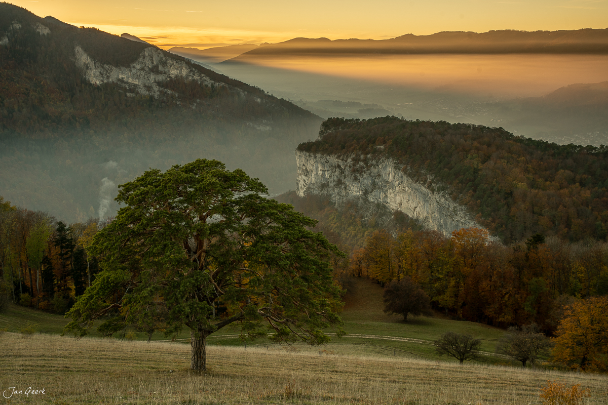 Solitärbaum Roggen Herbst Nebelmeer Jura Schweiz Jan Geerk Fotograf Basel