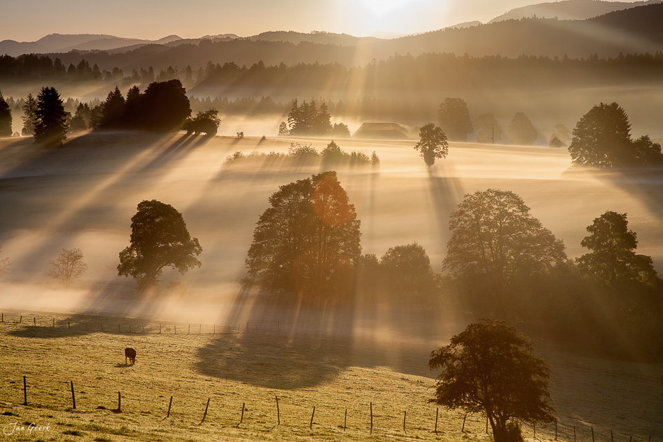 Herbstliche Nebellandschaft mit Einzelbäumen Saignelégier Jura Schweiz Sonnenaufgang – Jan Geerk Fotograf Basel