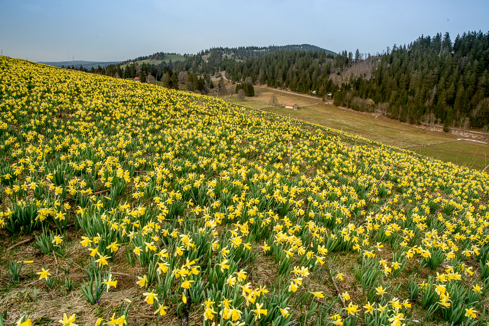 Gelbe Osterglocken Blüte in Frühjahrslandschaft Vue des Alpes Jura Schweiz Jan Geerk Fotograf Basel