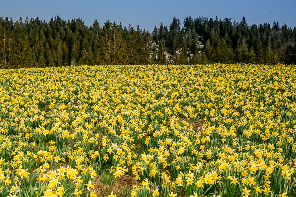 Gelbe Osterglocken in voller Blüte vor Nadelwald, Frühlingslicht in den Alpen, Schweiz – Jan Geerk Fotograf Basel