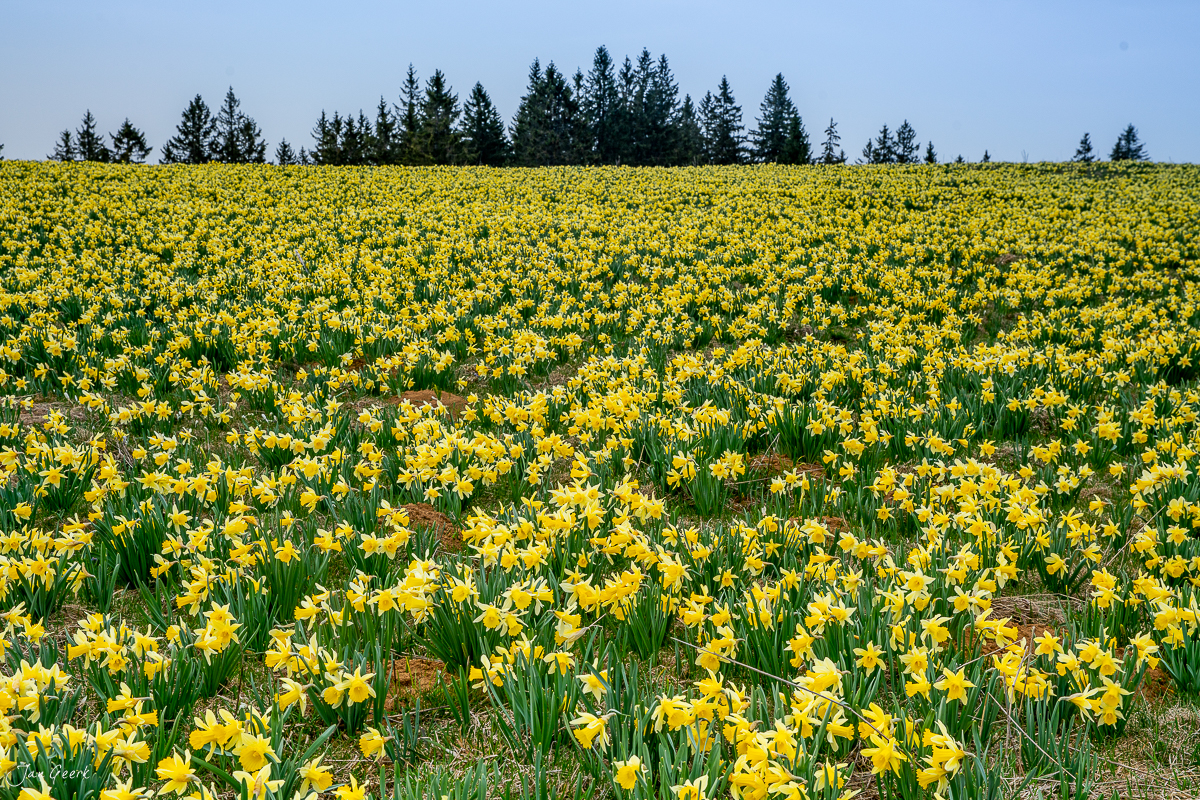 Osterglockenbeet in voller Blüte unter Fichtenbäumen, Frühjahrsszene in den Jura-Alpen der Schweiz – Jan Geerk Fotograf Basel
