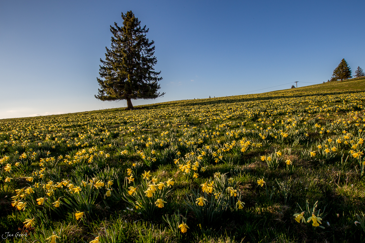 Blühendes Blumenfeld mit Osterglocken in Vue des Alpes, Bergfrühling im Jura, Schweiz – Jan Geerk Fotograf Basel