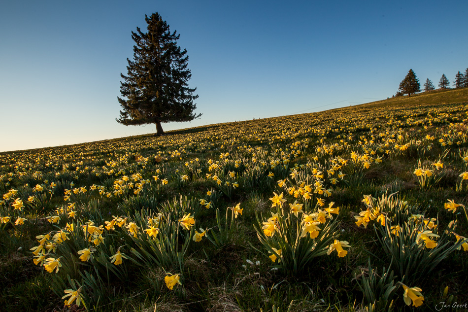 Gelbe Osterglocken in voller Blüte auf der Vue des Alpes, Bergfrühling im Jura, Schweiz – Jan Geerk Fotograf Basel