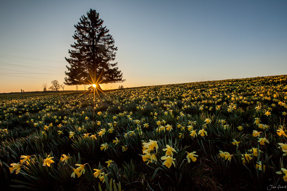Osterglockenfeld bei Vue des Alpes im Bergfrühling, Jura, Schweiz – Jan Geerk Fotograf Basel