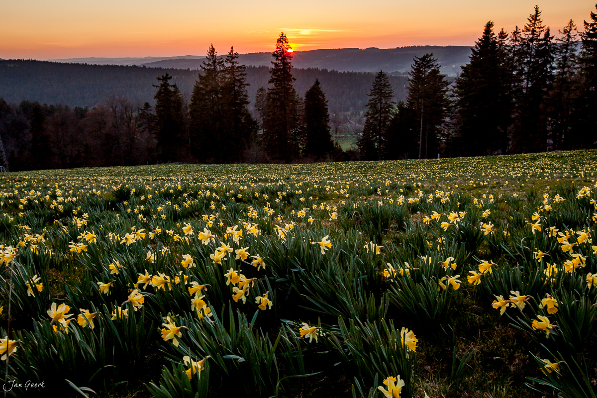 Osterglockenfeld in Vue des Alpes mit Sonnenaufgang über dem Jura, Frühling Schweiz – Jan Geerk Fotograf Basel
