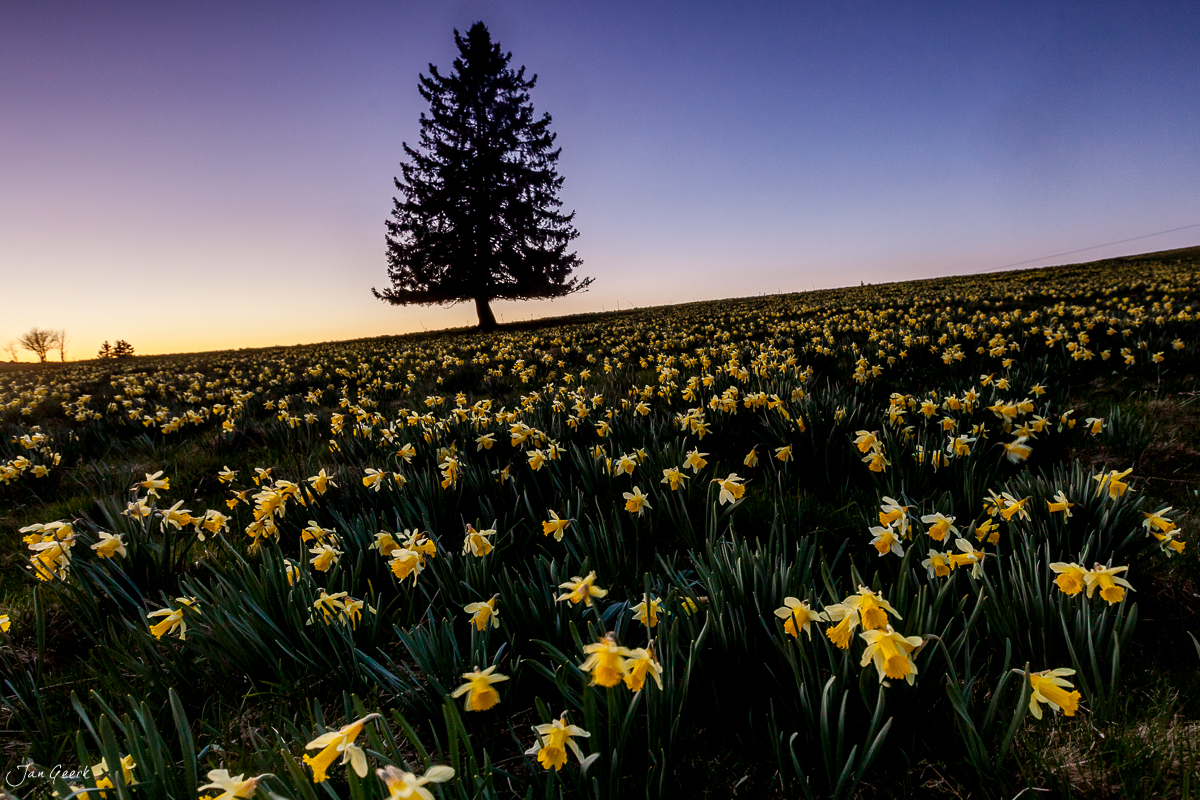 Osterglockenfeld in Vue des Alpes mit Nadelbaum im Frühling, Jura Schweiz – Jan Geerk Fotograf Basel