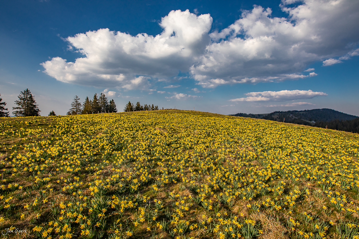 Ausgedehnte Blüte von Narzissen und Osterglocken in Vue des Alpes, Frühling im Jura, Schweiz – Jan Geerk Fotograf Basel