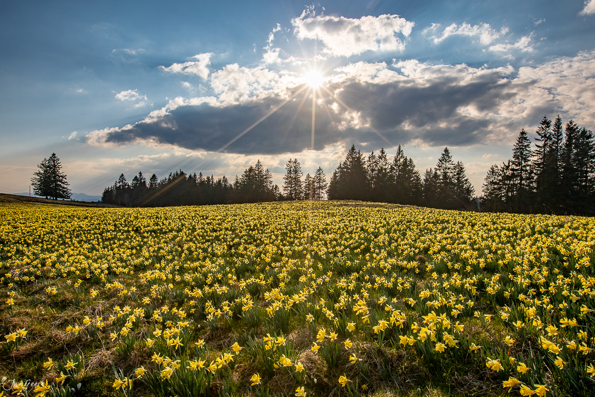 Narzissenfeld in Vogelsdorf mit Gegenlicht, Frühling im Jura, Schweiz – Jan Geerk Fotograf Basel
