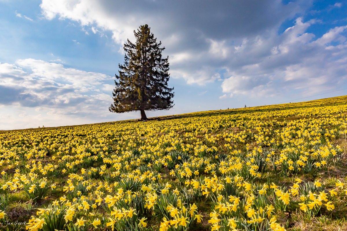Narzissenfeld mit einzelner Fichte in Fontaines im Frühling, Jura Schweiz – Jan Geerk Fotograf Basel