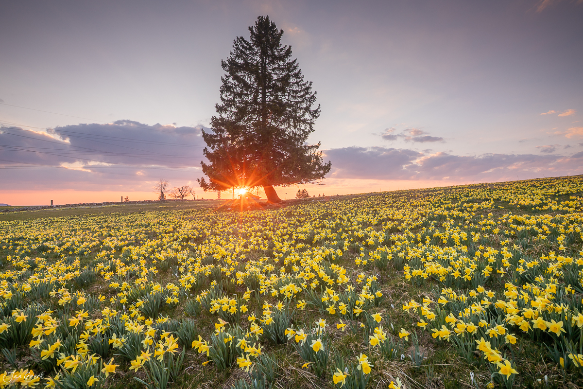Narzissenfeld in Blüte bei Sonnenuntergang in Neuenburg, Jura, Schweiz – Jan Geerk Fotograf Basel