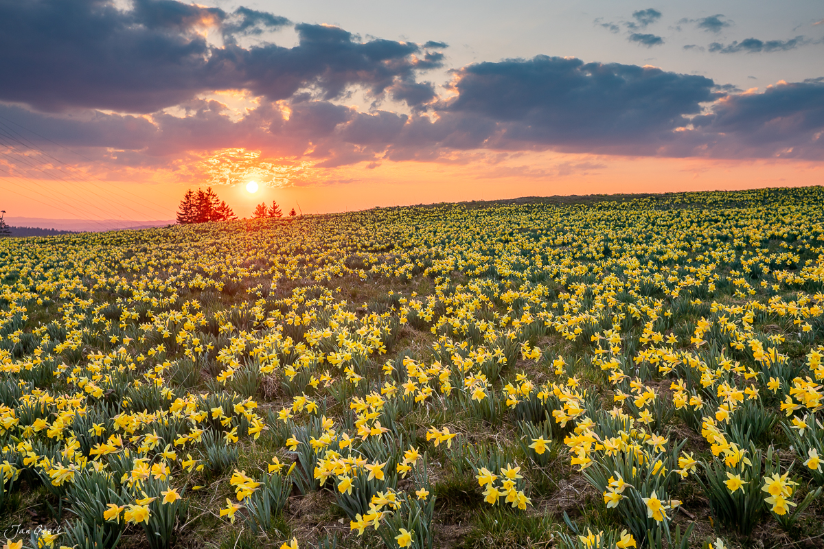 Narzissenfeld in Vogelweid während goldenem Sonnenuntergang im Frühling, Jura Schweiz – Jan Geerk Fotograf Basel