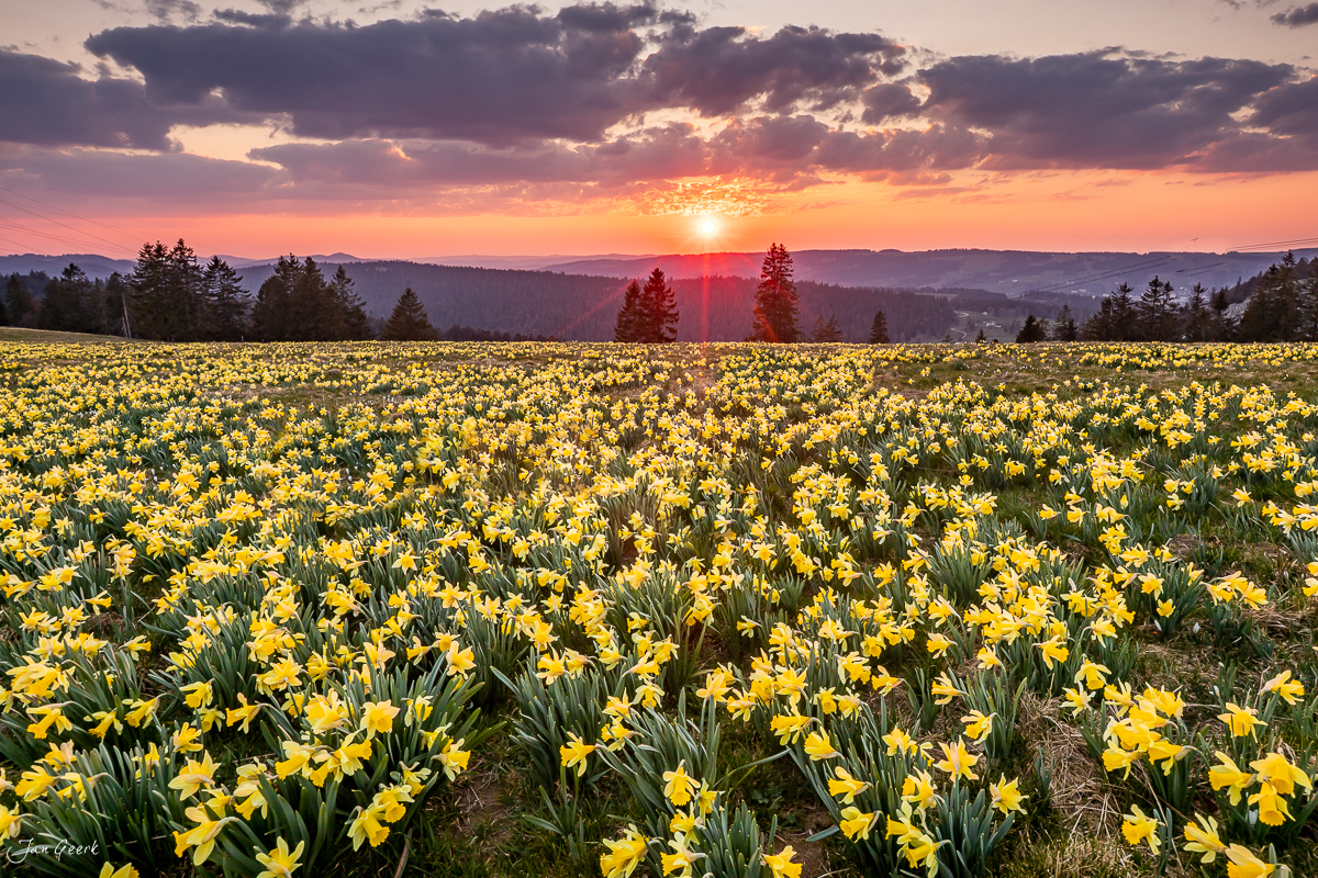 Narzissenfeld in voller Blüte bei Sonnenaufgang in den Jura-Alpen, Schweiz – Jan Geerk Fotograf Basel
