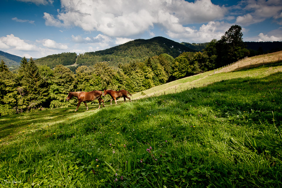 Pferde auf Alpweide Jura Sommer Schweiz – Jan Geerk Fotograf Basel