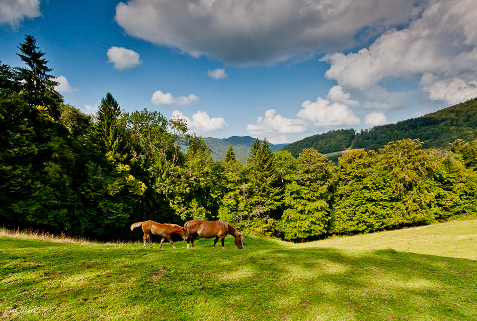 Weidende Pferde Berglandschaft St. Ursanne Sommer Jura Schweiz Jan Geerk Fotograf Basel