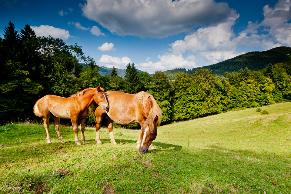 Braune Pferde Weide Jura Sommerlandschaft Schweiz Jan Geerk Fotograf Basel