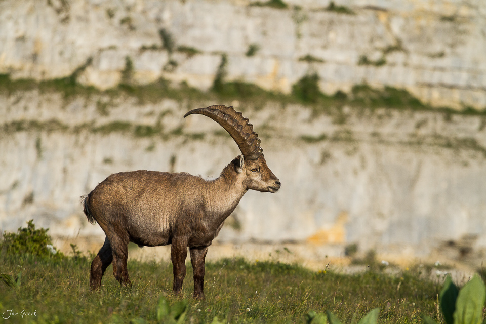 Alpensteinbock Jura Wiese Tageslicht Schweiz – Jan Geerk Fotograf Basel