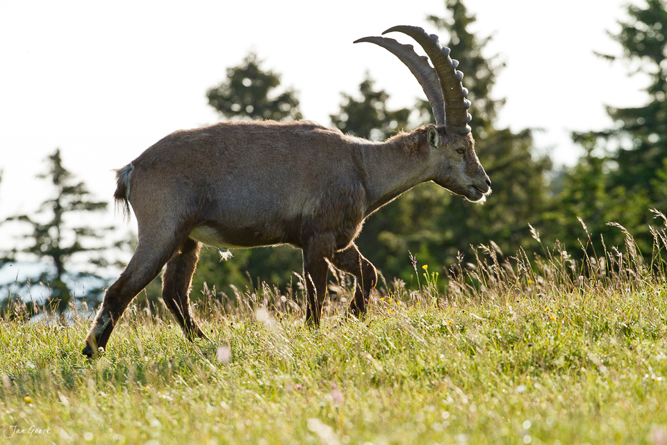 Alpensteinbock Jura Alpenweide Bergwiese Schweiz – Jan Geerk Fotograf Basel
