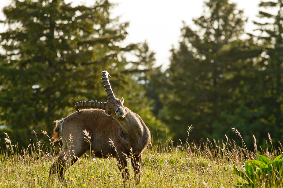 Alpensteinbock Jura Wiese Sommermorgen Sonnenaufgang Schweiz Jan Geerk Fotograf Basel