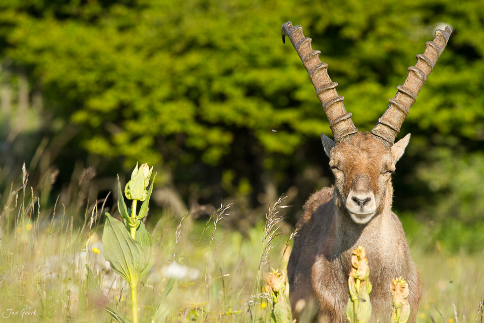 Steinbock in Bergwiese Jura Sommer grüne Vegetation Schweiz Jan Geerk Fotograf Basel