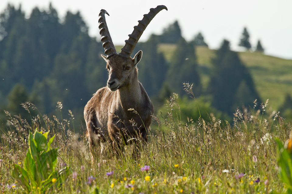 Alpensteinbock Alpenwiese Bergwald Sommerlicht Jura Schweiz – Jan Geerk Fotograf Basel