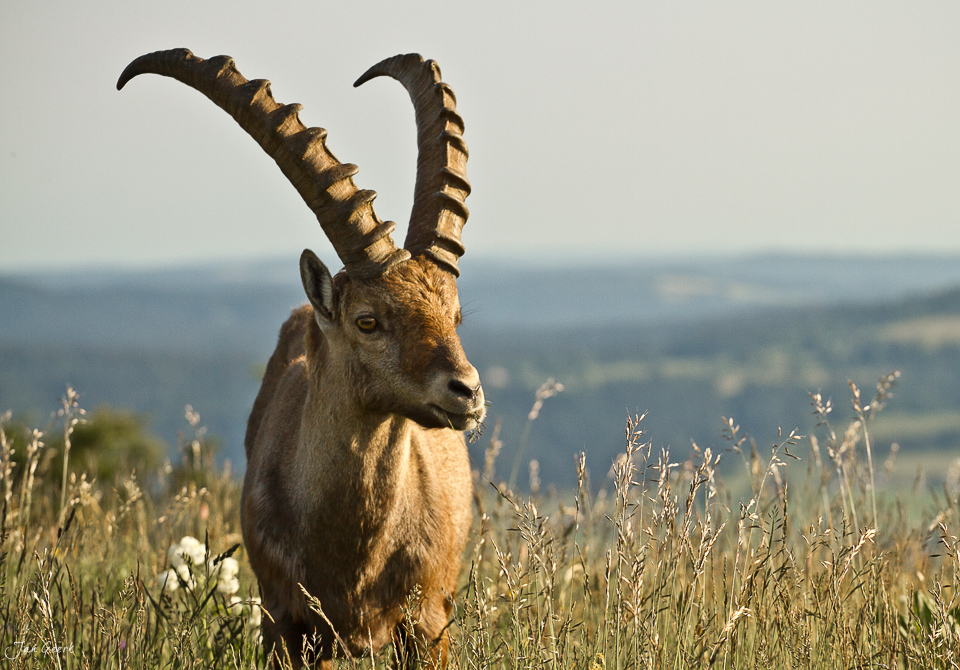 Alpensteinbock Jura Alpen Bergweide Sonnenlicht Schweiz Jan Geerk Fotograf Basel