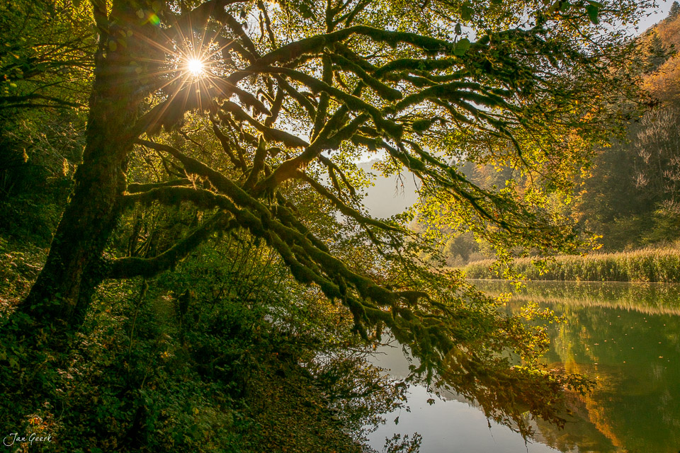 Alter Baum mit ausgestreckten Ästen an Flusslandschaft, Herbststimmung, Jura Schweiz – Jan Geerk Fotograf Basel