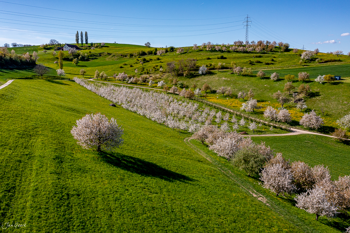Blütenbaum Fricktal Frühjahr Nordwestschweiz – Jan Geerk Fotograf Basel