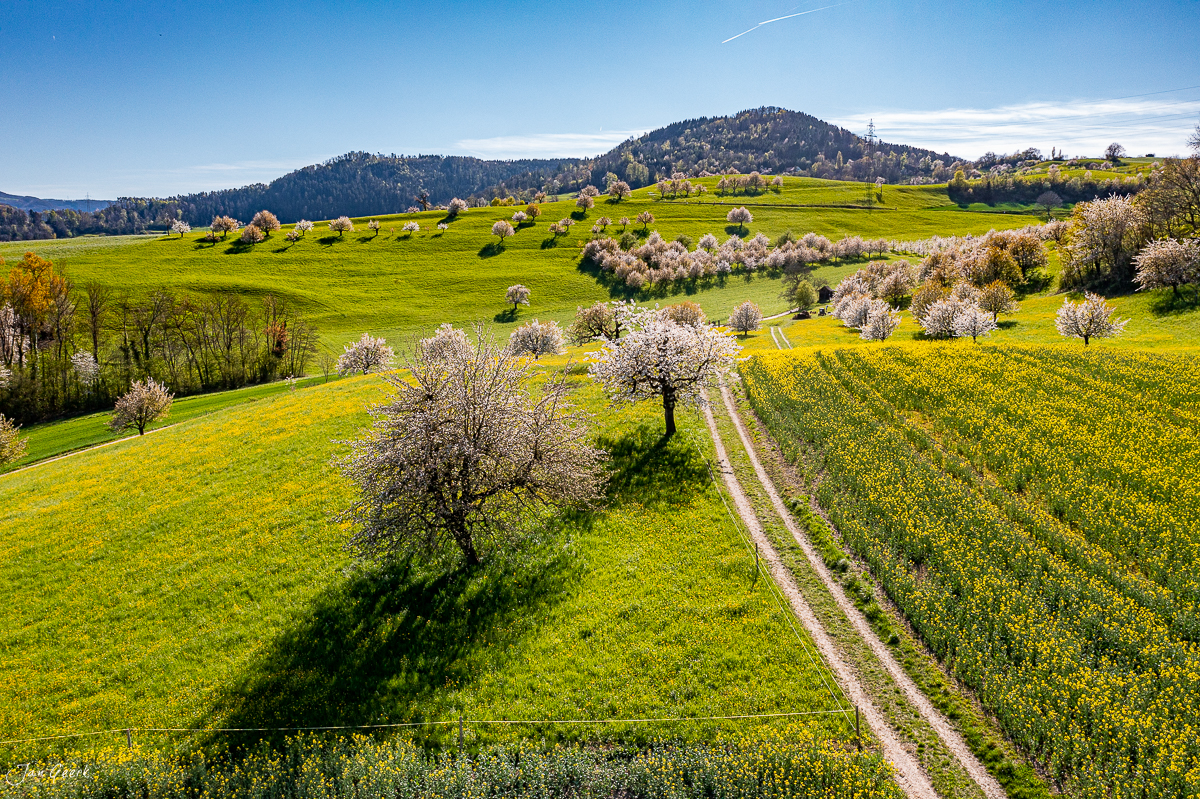 Blühende Obstbäume im Fricktal Frühling grüne Wiesen Nordwestschweiz – Jan Geerk Fotograf Basel