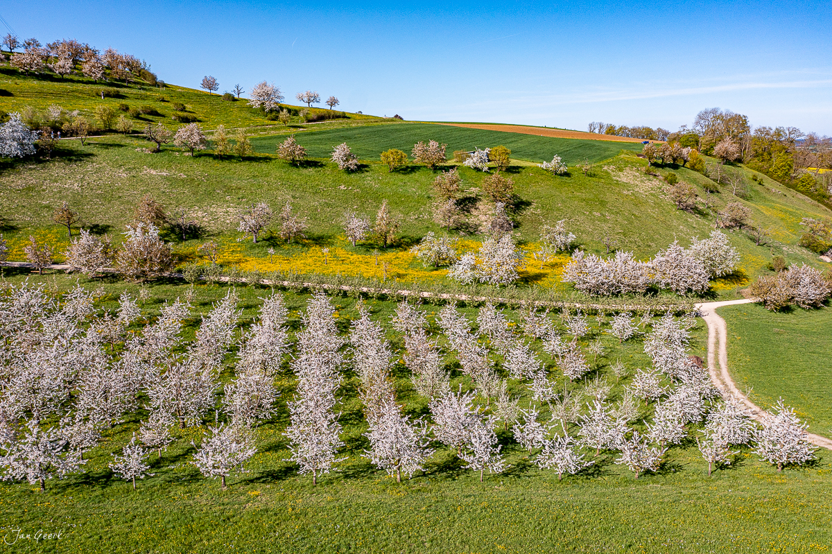 Blühende Kirschbäume im Fricktal während Frühjahr in der Nordwestschweiz – Jan Geerk Fotograf Basel