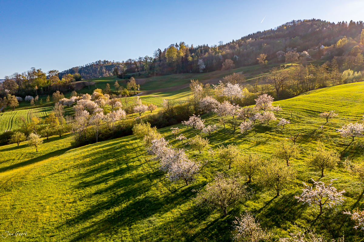 Blühende Obstbäume im Fricktal Frühling grüne Wiesen Nordwestschweiz Schweiz Jan Geerk Fotograf Basel