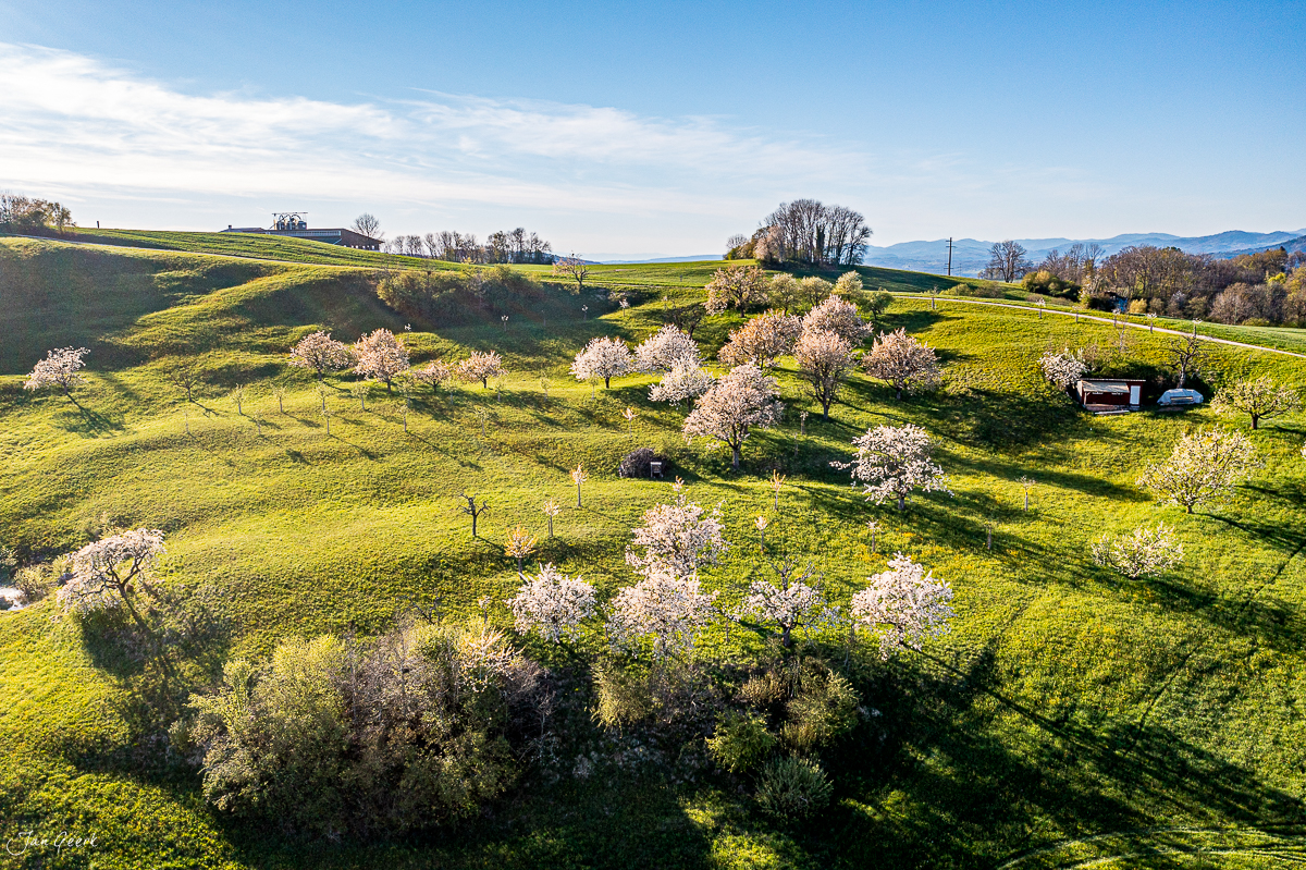 Blütenbaum-Landschaft im Fricktal mit grünen Wiesen, Frühjahrsblüte und Bauernhöfen, Nordwestschweiz – Jan Geerk Fotograf Basel