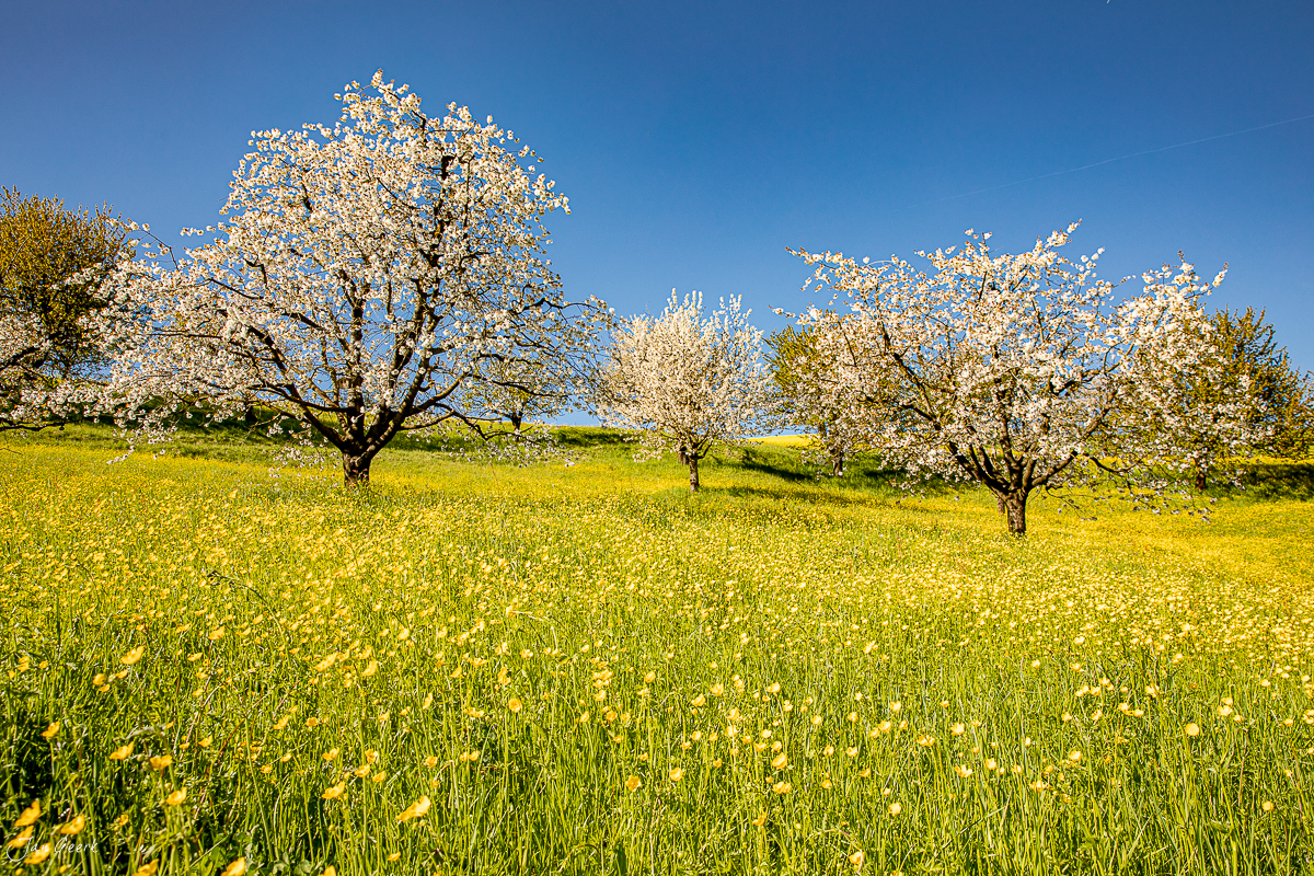 Kirschblüte im Fricktal mit Löwenzahnwiese im Frühling, Aargau Schweiz – Jan Geerk Fotograf Basel