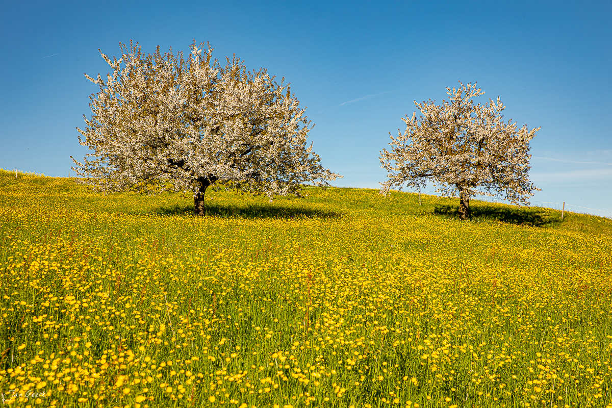 Kirschblüte im Fricktal mit gelben Frühjahrsblüten unter blauem Himmel, Aargau Schweiz – Jan Geerk Fotograf Basel