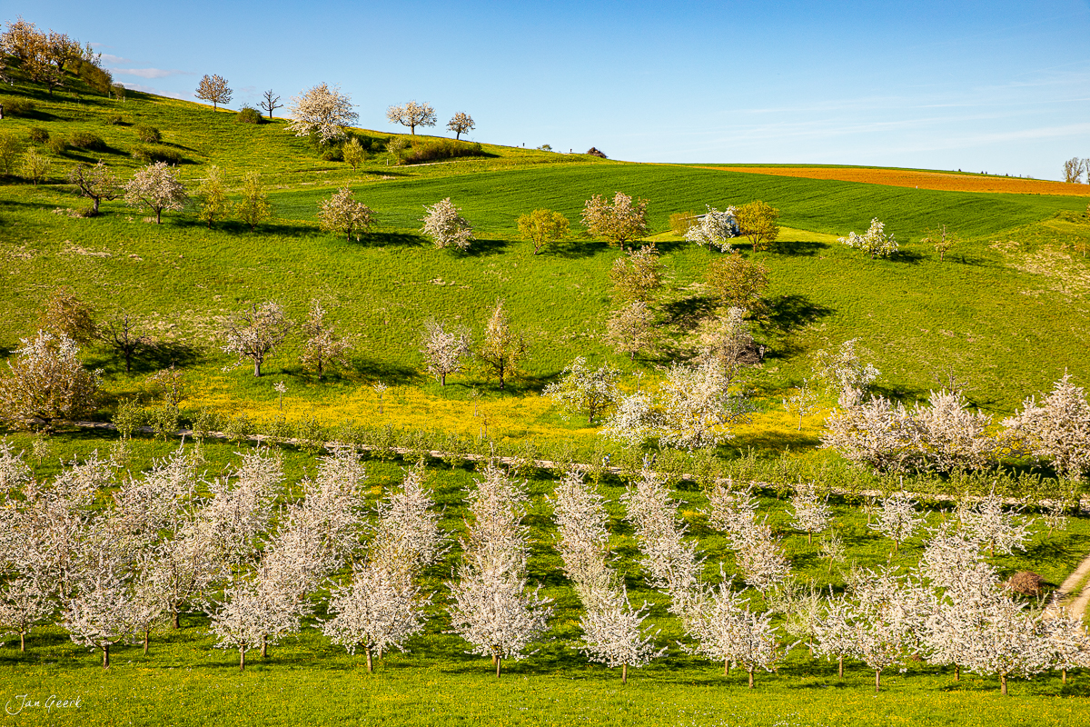 Kirschblüte Fricktal Frühling Aargau Nordwestschweiz Schweiz – Jan Geerk Fotograf Basel