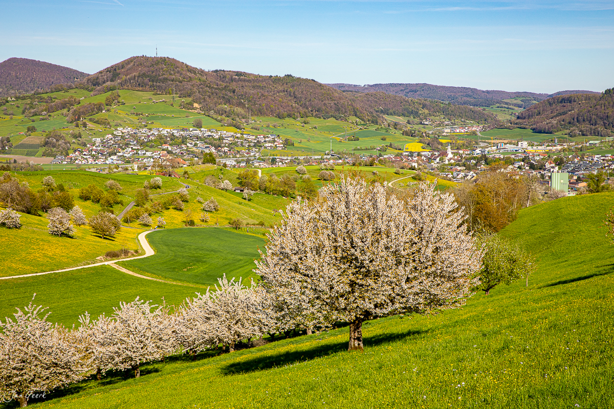 Kirschblüte im Fricktal bei Oberfrick, grüne Frühjahrslandschaft mit blühenden Obstbäumen, sonnig, Aargau Schweiz – Jan Geerk Fotograf Basel
