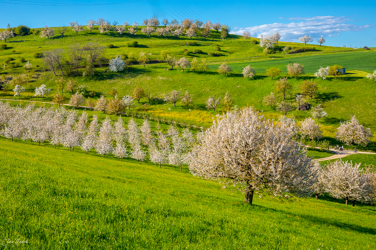 Kirschblüte im Fricktal Aargau Frühling mit grünen Wiesen und blühenden Obstbäumen Schweiz Jan Geerk Fotograf Basel