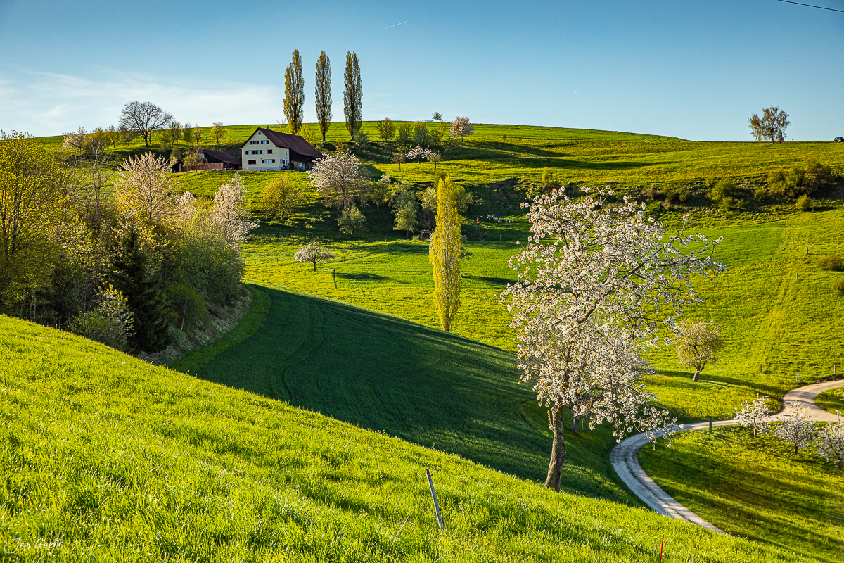 Blühende Kirschbäume im Fricktal mit grünen Hügeln, Frühjahrsglühen und Bauernhaus unter blauem Himmel – Jan Geerk Fotograf Basel Schweiz