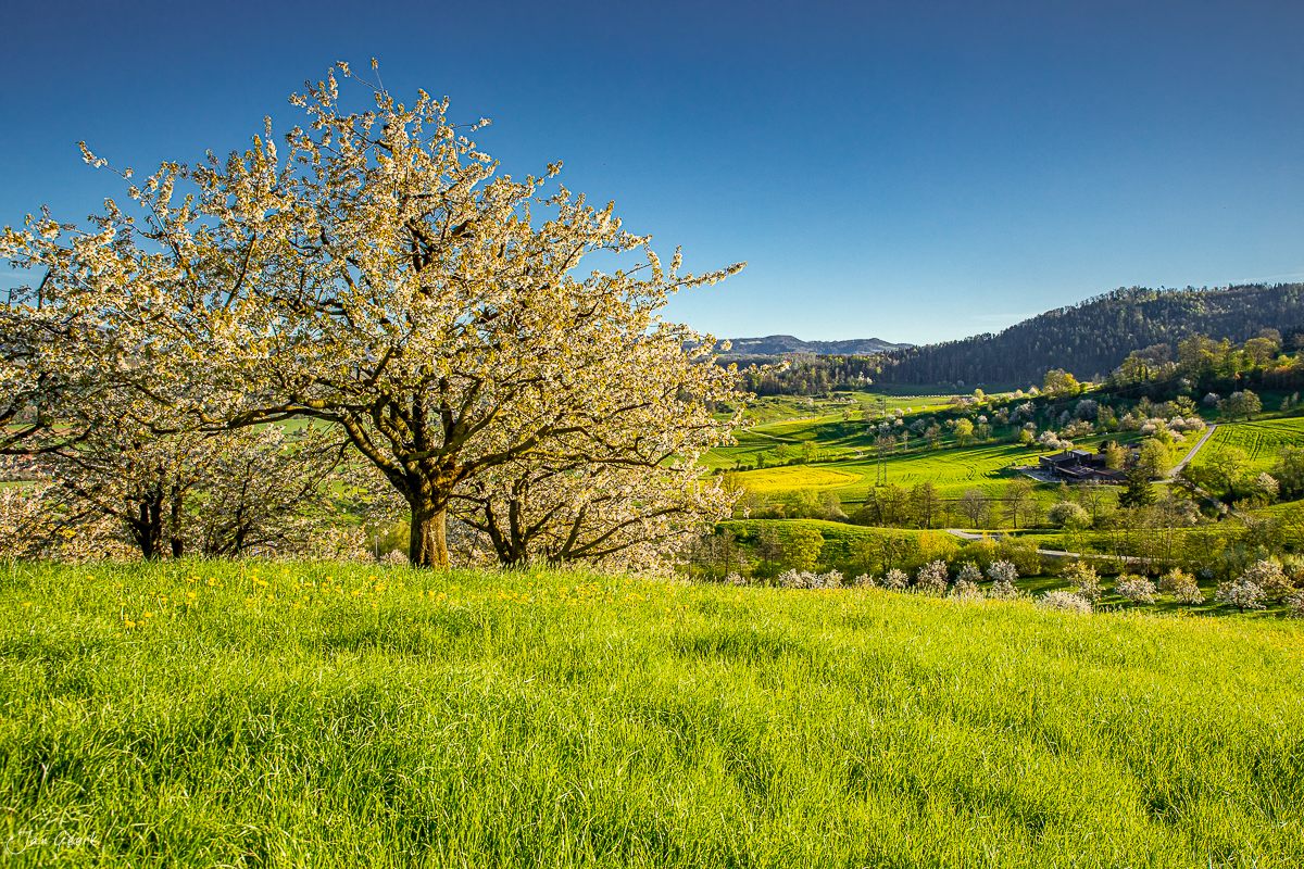 Kirschblüte im Fricktal während des Frühlings mit grünen Wiesen und Bergblick Schweiz Jan Geerk Fotograf Basel