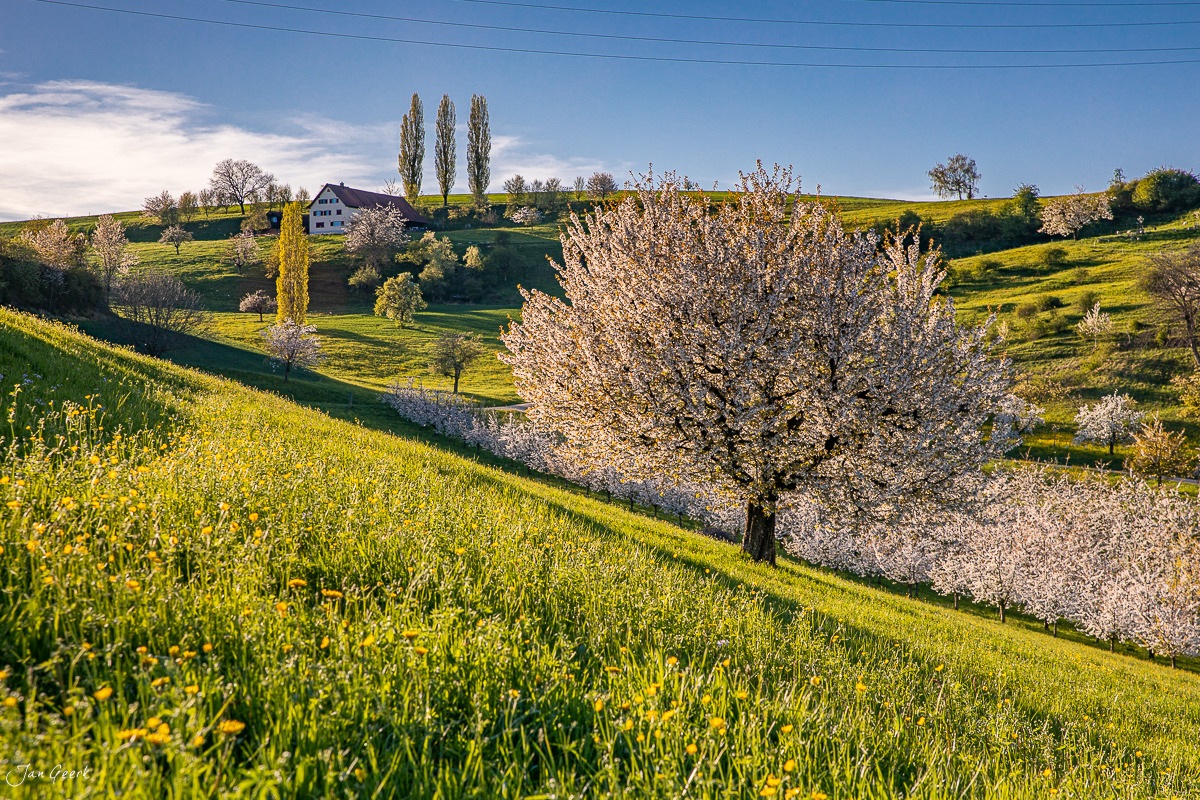Kirschblüte im Fricktal Aargau im Frühling mit grünen Wiesen und Bauernhaus Schweiz Jan Geerk Fotograf Basel