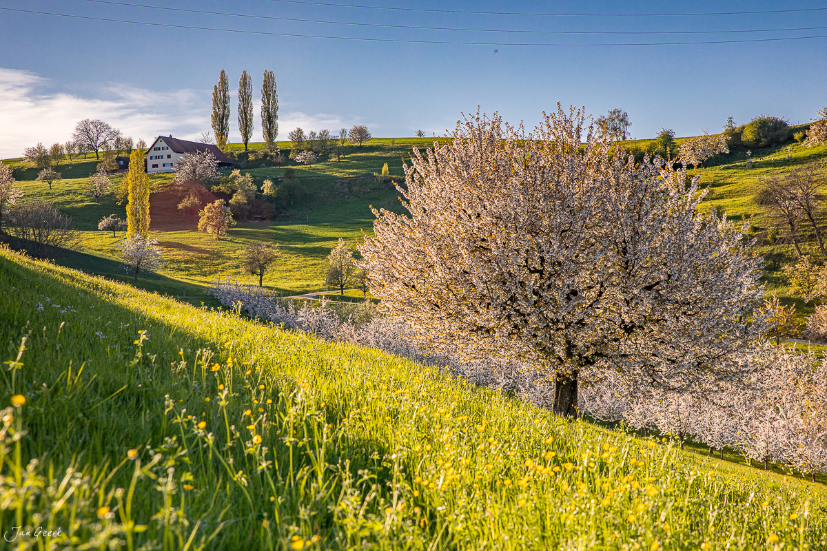 Kirschblüte im Fricktal mit grünen Frühjahrswiesen, gelbem Blumenmeer und altem Bauernhaus in der Sonne – Jan Geerk Fotograf Basel