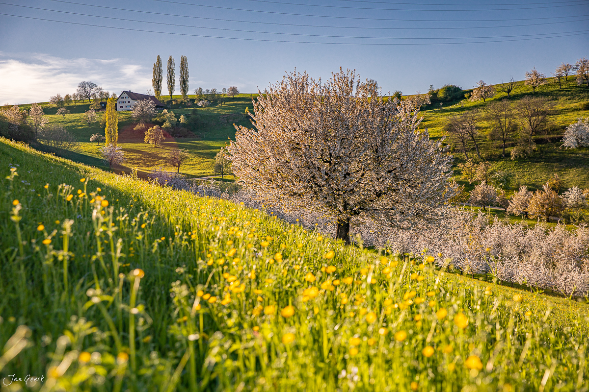 Kirschblüte im Fricktal mit gelben Frühjahrsblumen und grünen Hügeln, Frühlingslicht Nordwestschweiz – Jan Geerk Fotograf Basel