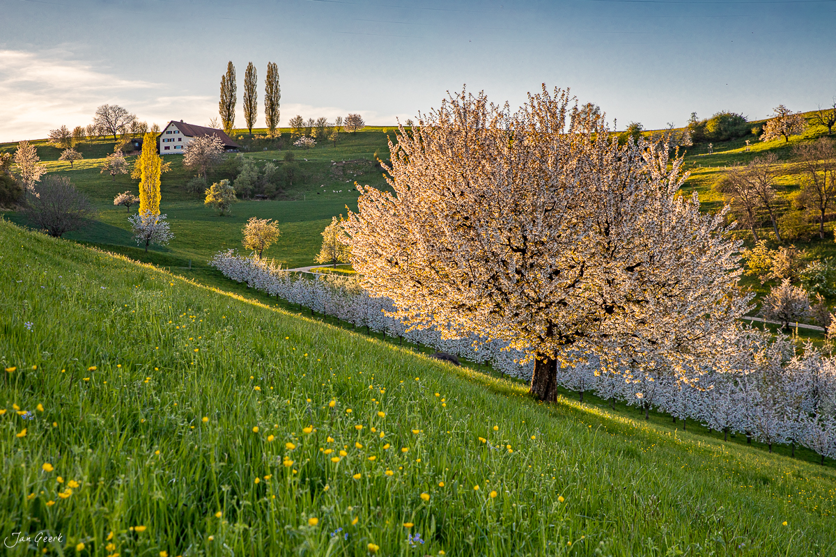Kirschblüte im Fricktal Aargau bei Frühlingslicht, blühende Obstbäume auf grüner Wiese – Jan Geerk Fotograf Basel