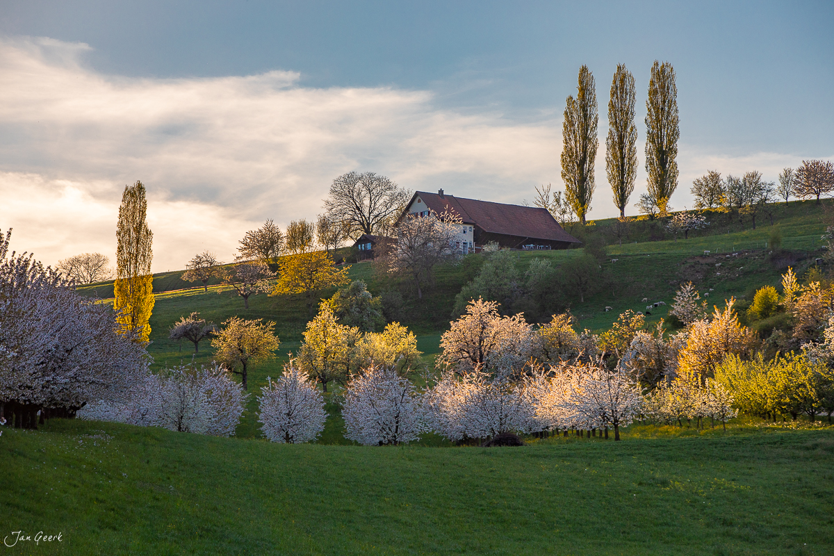 Kirschblüte im Fricktal während des Frühlings mit blühendem Obstgarten, grünen Wiesen und traditionellem Bauernhaus in der Nordwestschweiz – Jan Geerk Fotograf Basel